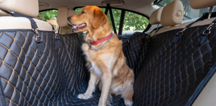 Viajar con tu mascota en auto: consejos para unas vacaciones seguras