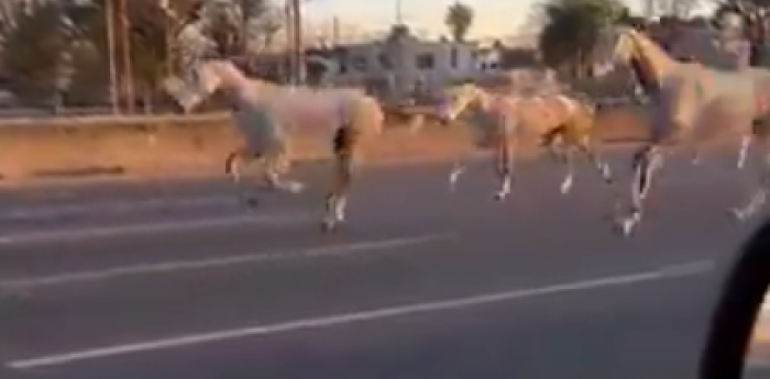 ¡Video insólito! Caballos escaparon de Campo de Mayo y galoparon por Panamericana